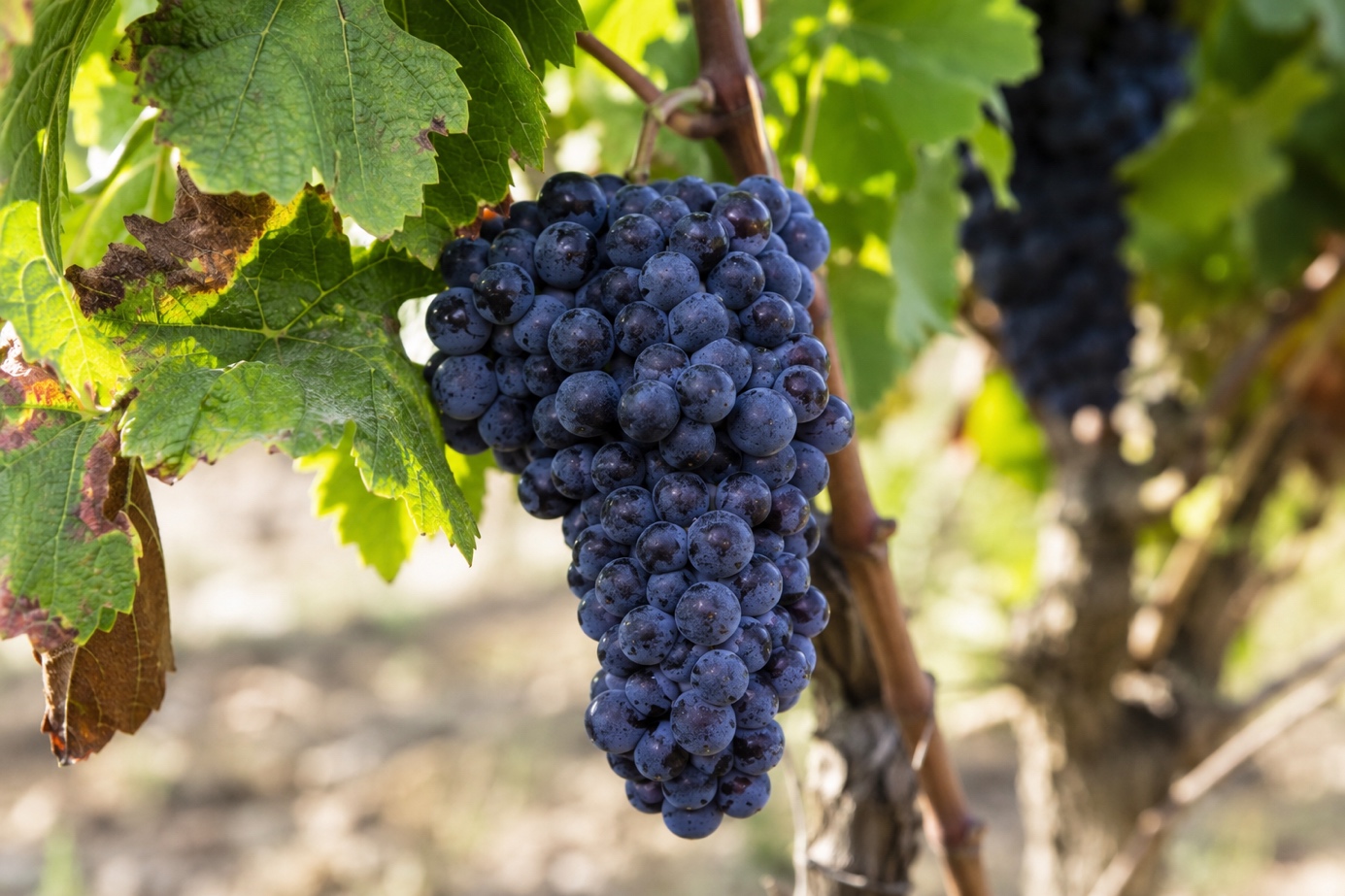 Cabernet Sauvignon: Asma, Bölge ve Kadehe Yansıyan Karakter